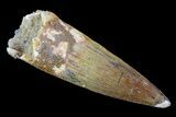 Real Spinosaurus Tooth - Nice Tip #74916-1